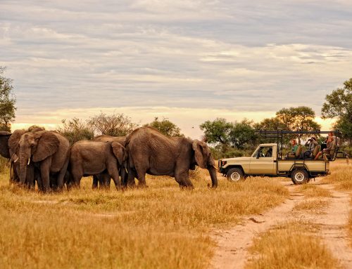 Ngorongoro, Serengeti & Zanzibar