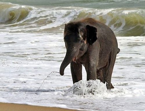 SAADANI NATIONAL PARK