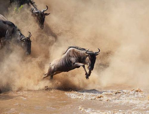 10 NIGHTS, 11 DAYS SAFARI TO TARANGIRE, LAKE MANYARA, LAKE EYASI, SERENGETI & NGORONGORO