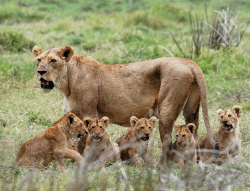 MIKUMI NATIONAL PARK