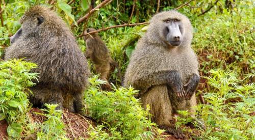 imageafrica_safari_baboon