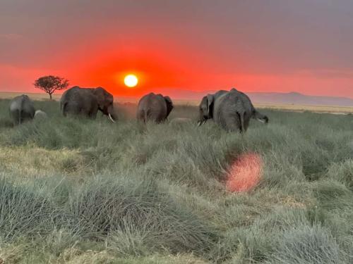 imageafrica_safari_beautiful_sunset