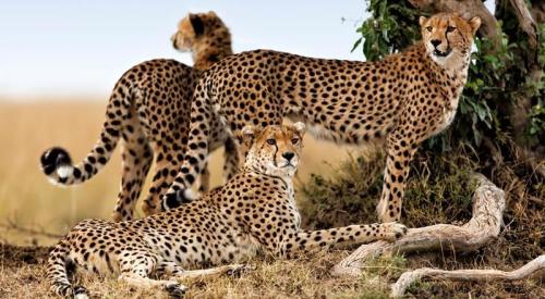 imageafrica_safari_cheetah
