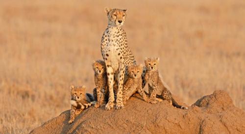 imageafrica_safari_cheetah_with_cubs
