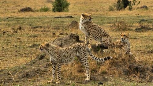 imageafrica_safari_cheetahs