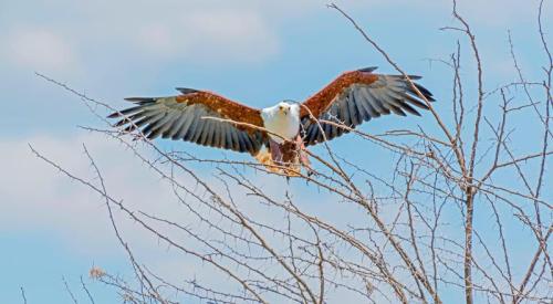 imageafrica_safari_eagle