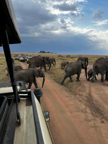 imageafrica_safari_elephants_on_road