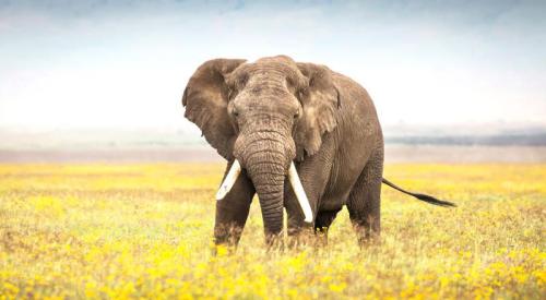 imageafrica_safari_giant_african_elephant