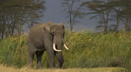 imageafrica_safari_giant_elephant
