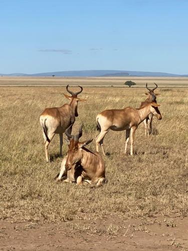 imageafrica_safari_kudu