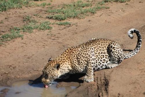 imageafrica_safari_leopard_drinking_water