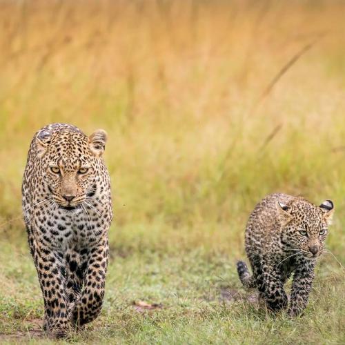 imageafrica_safari_leopards
