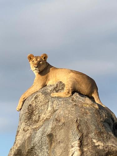 imageafrica_safari_lion_on_stone