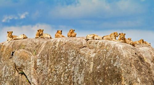imageafrica_safari_lions_on_kopje