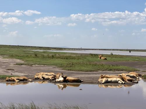 imageafrica_safari_lions_resting