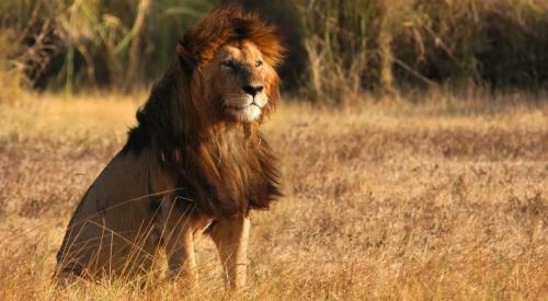 imageafrica_safari_male_lion