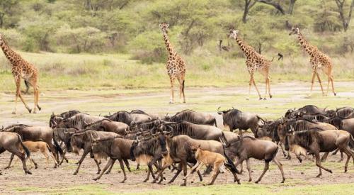 imageafrica_safari_manyara
