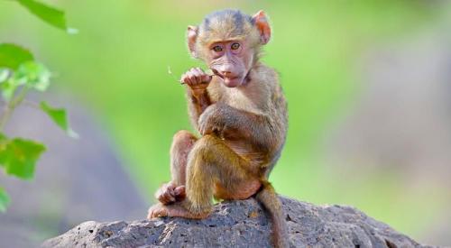 imageafrica_safari_monkey