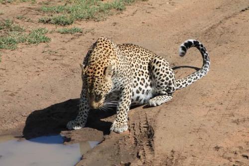 imageafrica_safari_on_road