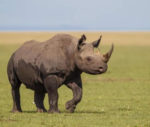 imageafrica_safari_rhino
