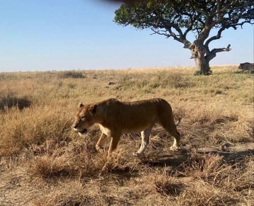 imageafrica_safari_serengeti_lion