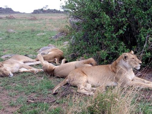 imageafrica_safari_serengeti_lions