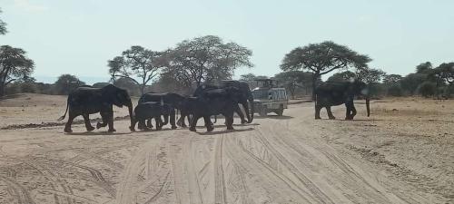 imageafrica_safari_tarangire_elephants