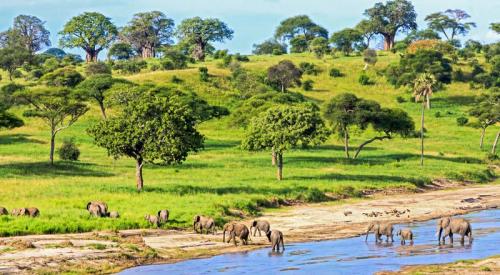 imageafrica_safari_tarangire_river