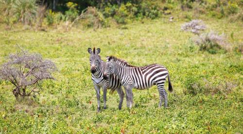 imageafrica_safari_tarangire_zebra