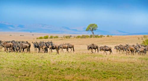 imageafrica_safari_wilderbeest
